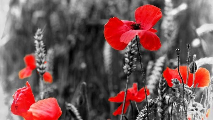 Anzacism: Assembling Our National Religion — ABC Religion and Ethics